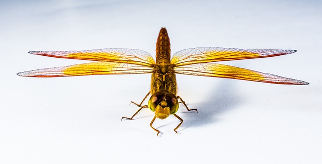 fly-flies-640x480-74875954.jpeg