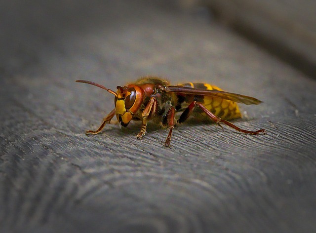 hornet-640x480-71116570.jpeg