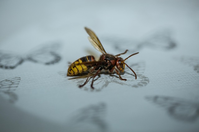 hornet-640x480-75117010.jpeg