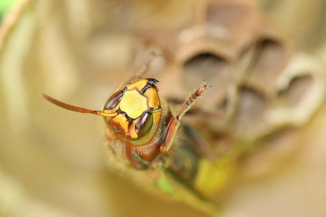 hornet-640x480-8091295.jpeg