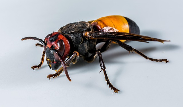 hornet-640x480-99469027.jpeg