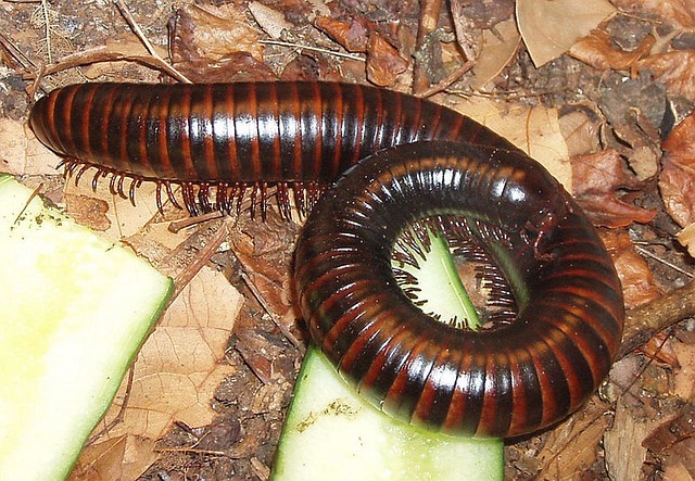 milipede-640x480-61466269.jpeg