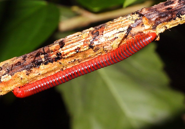 milipede-640x480-67551525.jpeg
