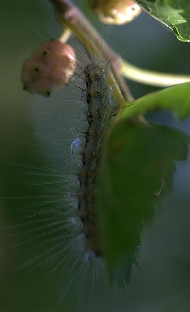 milipede-640x480-77910142.jpeg