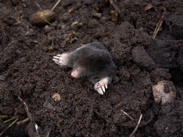 mole-insect-640x480-40267425.jpeg