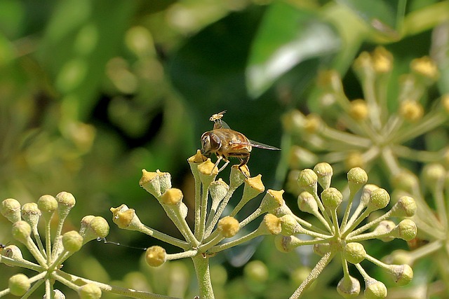 mosquito-640x480-37435108.jpeg