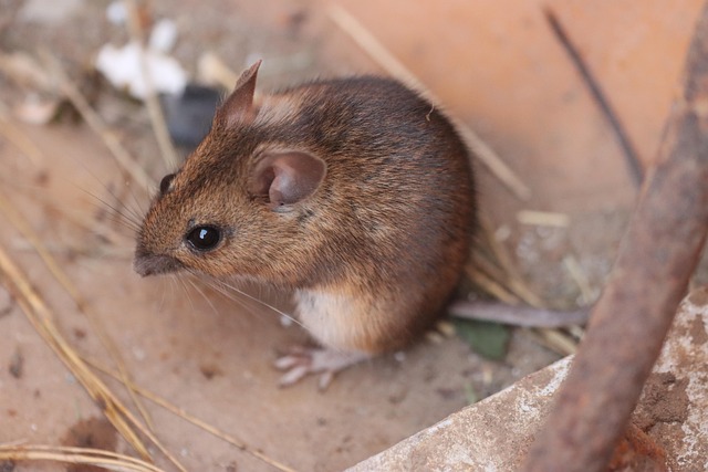 mouse-640x480-68890585.jpeg
