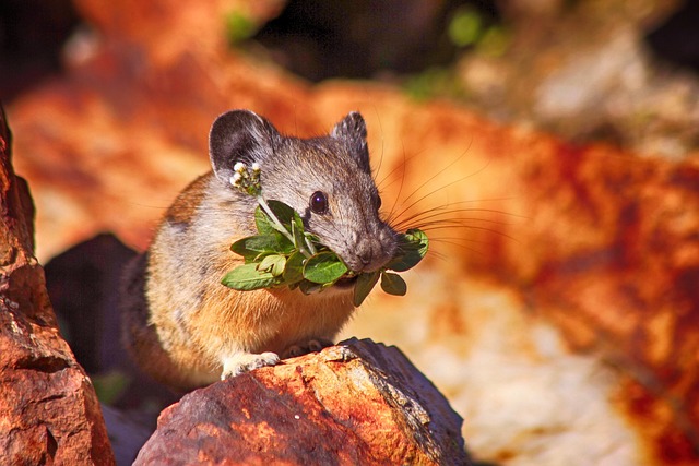 mouse-640x480-76864219.jpeg