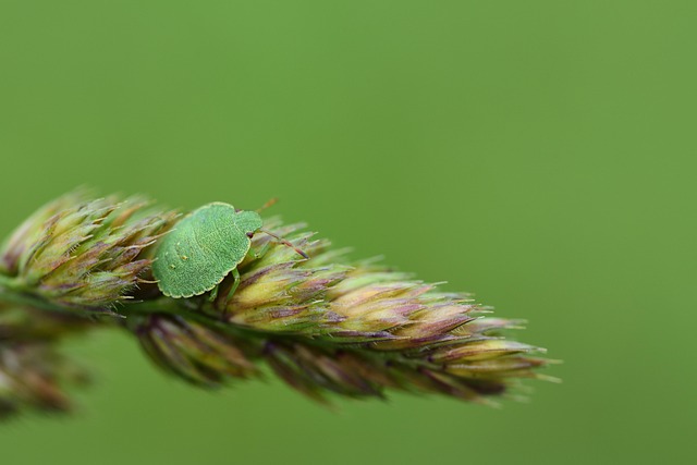 Fast-Response Emergency Pest Control: Urgent Solutions for Residential & Commercial Spaces