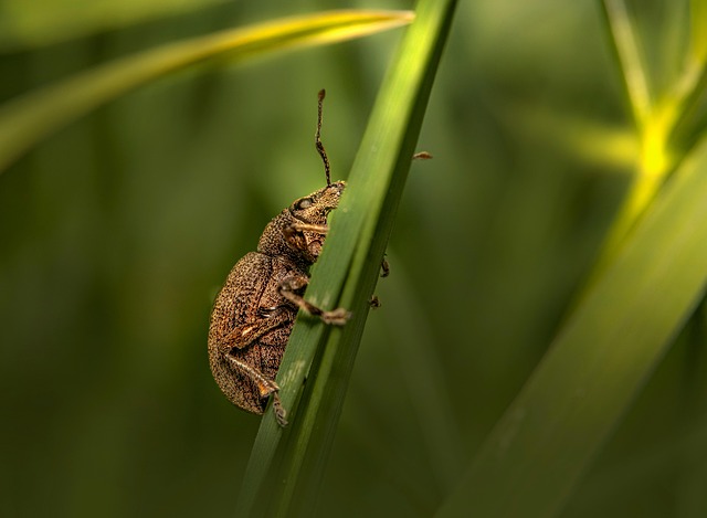 pest-640x480-99632988.jpeg