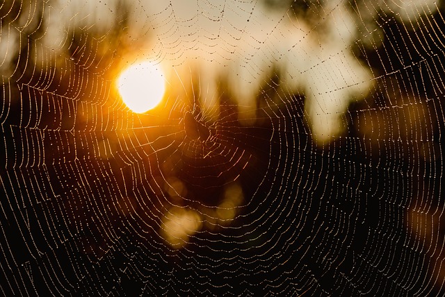 spider-spider-web-640x480-25072766.jpeg