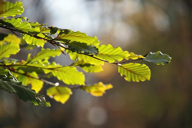 tree, shrub