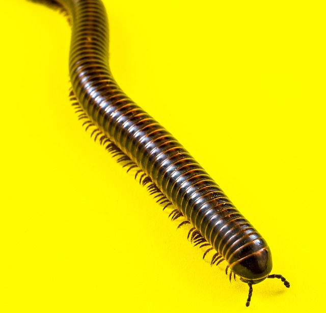 centipede-640x480-34167057.jpeg