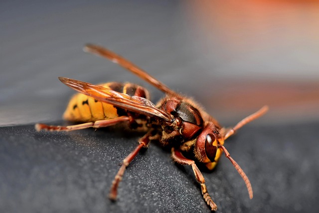 Safe Hornet Nest Removal: Eco-Friendly Prevention & Professional Control Services