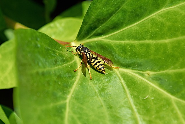 Expert Hornet Prevention: Safe, Eco-Friendly Solutions for Guaranteed Results