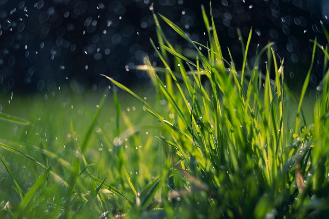 lawn