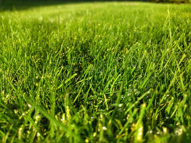 lawn