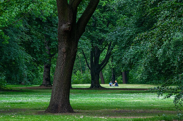 lawn