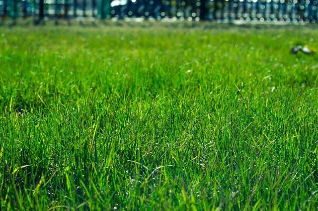 yard, landscaping
