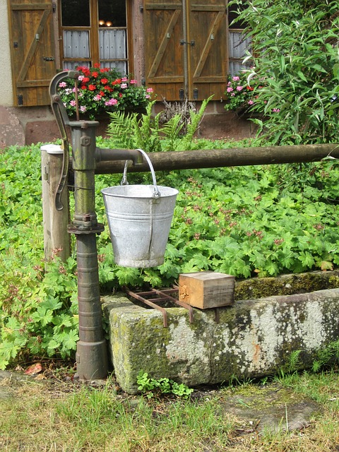 yard, landscaping