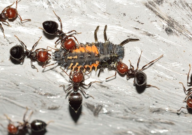 ant-640x480-36373037.jpeg