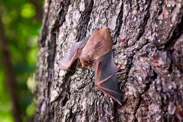 bat-640x480-18308005.jpeg