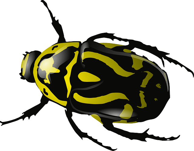 bed-bug-640x480-61213461.png