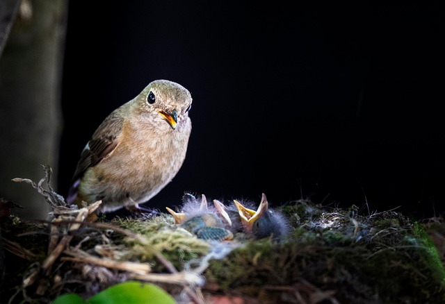 bird-bird-nest-nest-640x480-1134674.jpeg