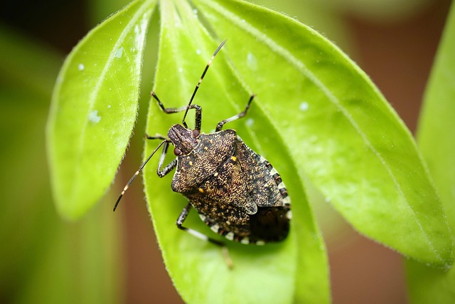 bug-640x480-31687306.jpeg