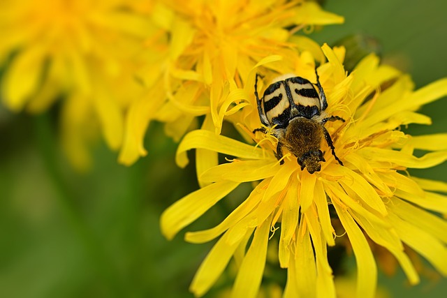 carpet-beetle-beetle-640x480-62825016.jpeg