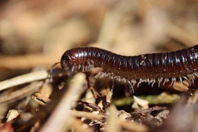 centipede-640x480-57966148.jpeg