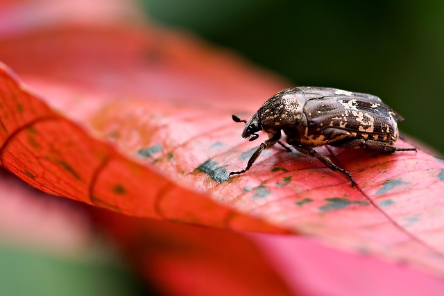 cigarette-beetle-beetle-640x480-13375785.jpeg