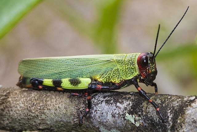 cricket-insect-640x480-24499432.jpeg