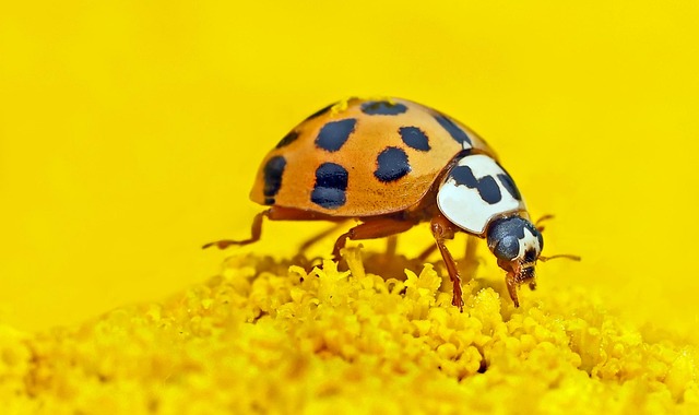drugstore-beetle-beetle-640x480-6277552.jpeg