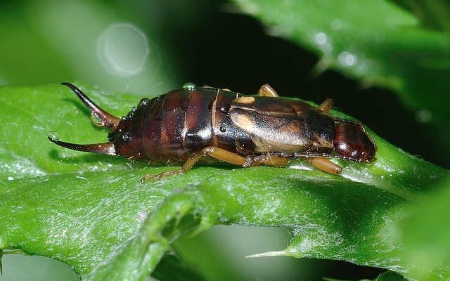 earwigs-640x480-1467278.jpeg