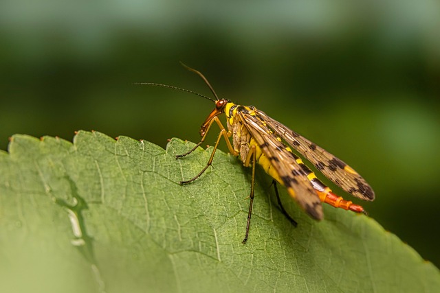 fly-flies-640x480-63138052.jpeg