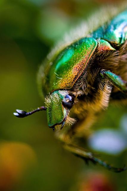 foreign-grain-beetles-beetle-640x480-89875799.jpeg