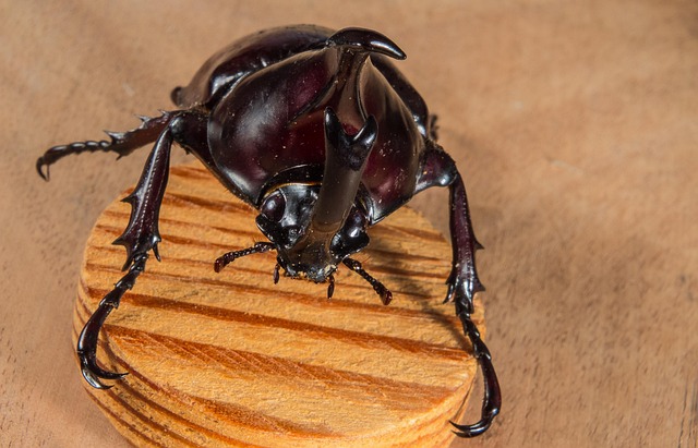foreign-grain-beetles-beetle-640x480-93693931.jpeg