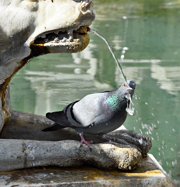 fountain, outdoor fountain