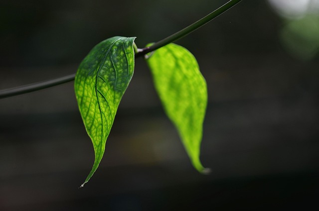 garden-640x480-20499668.jpeg