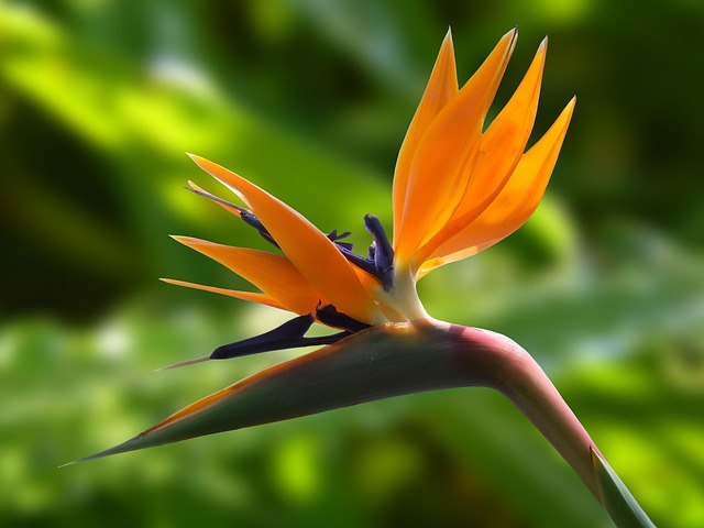 Unleash Savings: Top Plants for DIY Gardening Projects at End-of-Season Sales