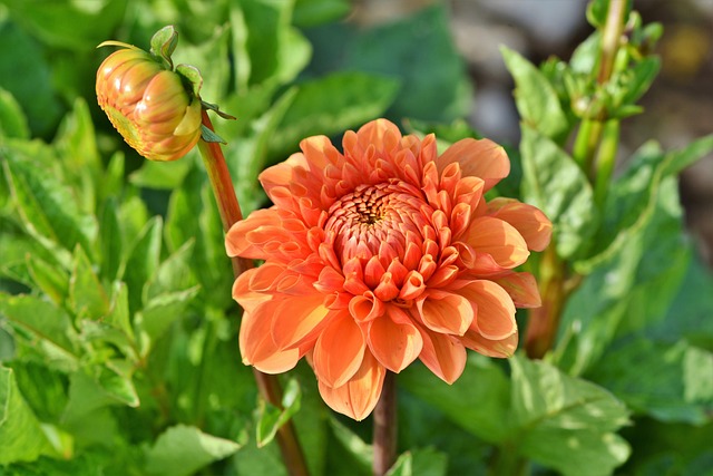 garden