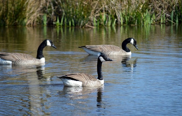geese-640x480-52067603.jpeg