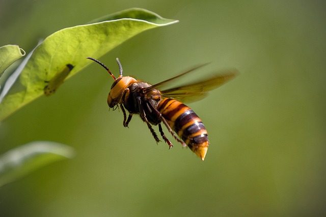 hornet-640x480-40724949.jpeg