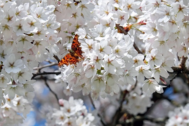insect-640x480-81691840.jpeg