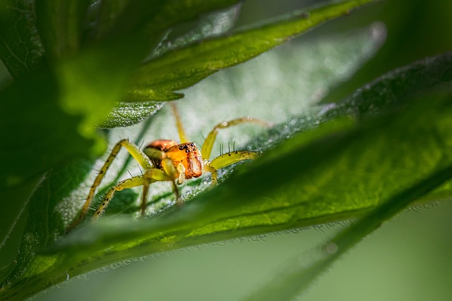 insect-640x480-99470937.jpeg