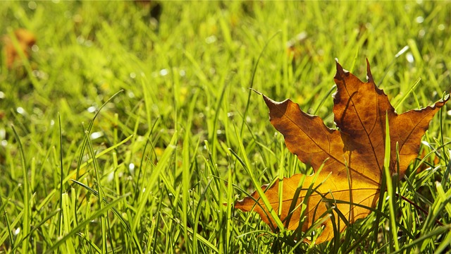 lawn