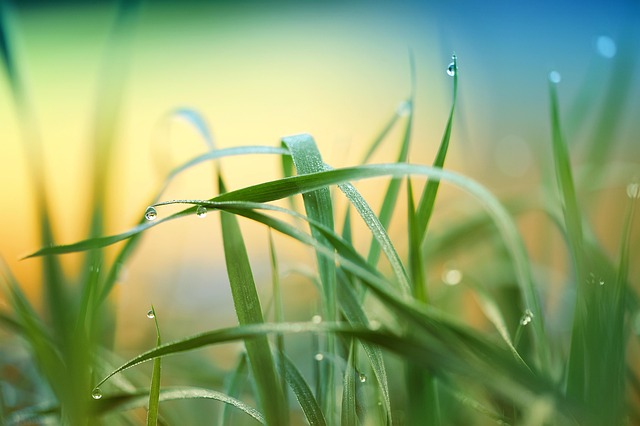 lawn
