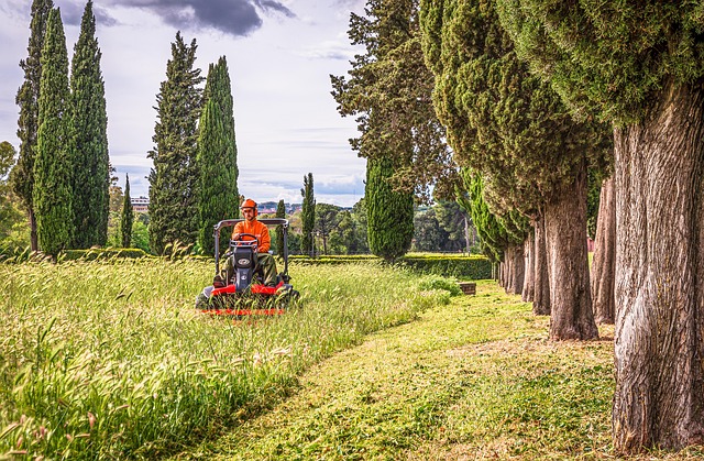 lawn