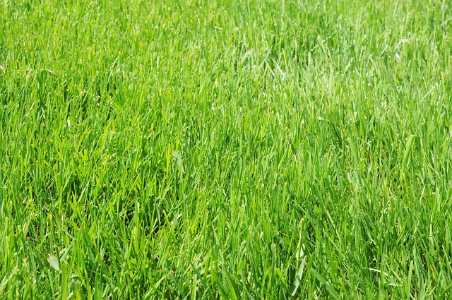 lawn